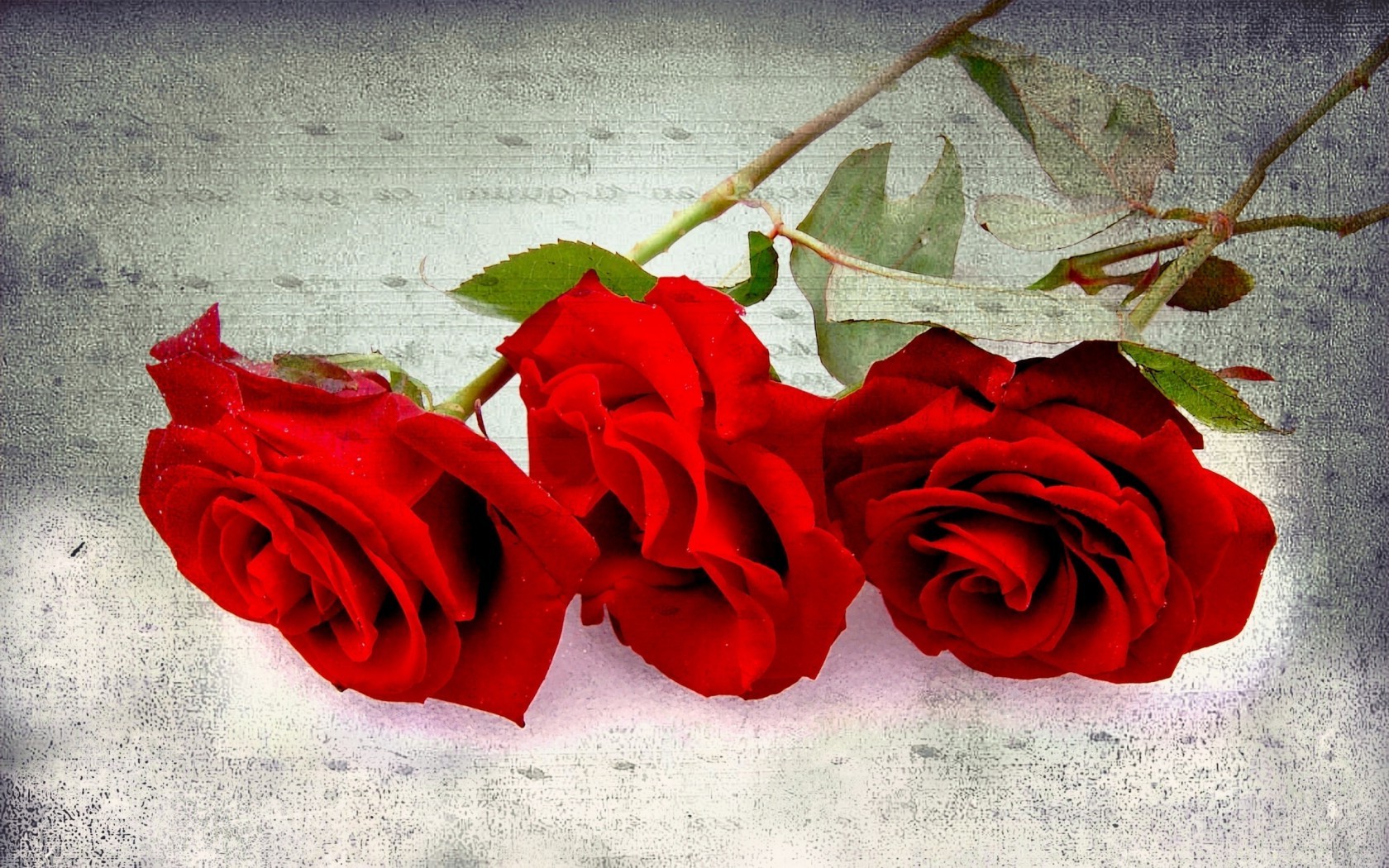 Цветы Розы розы, красные, цветы, цветок картинка, обои рабочий стол