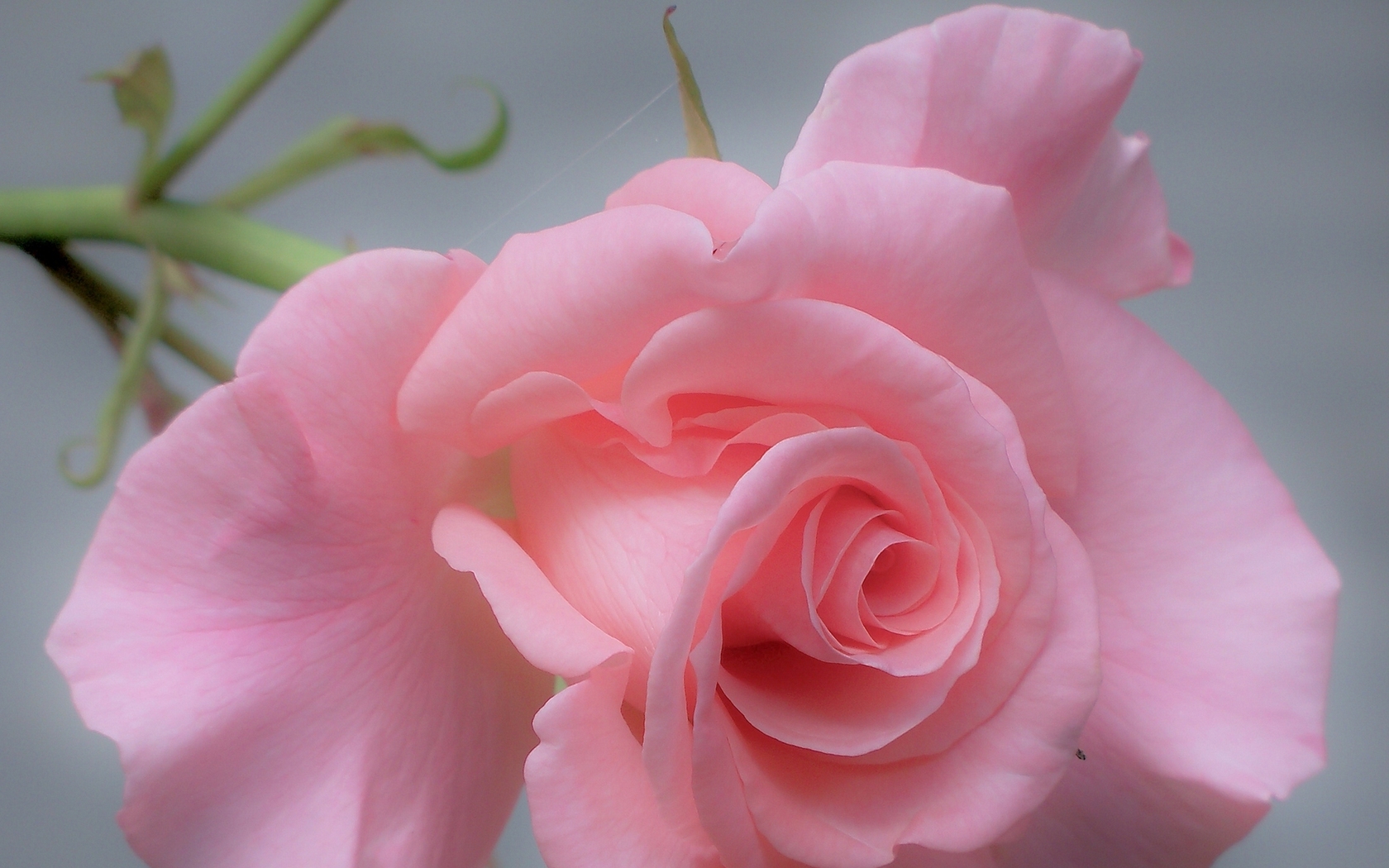 Цветы Розы роза, лепестки, нежность, макро картинка, обои рабочий стол