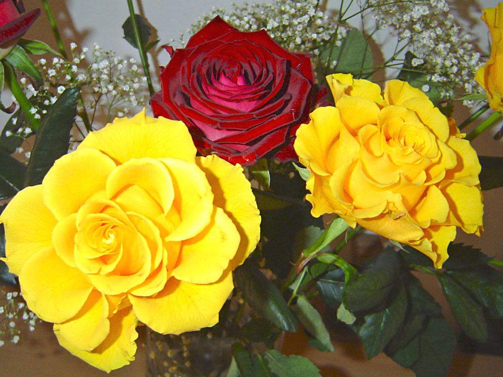 Цветы Розы Rose, wallpaper 0168 картинка, обои рабочий стол