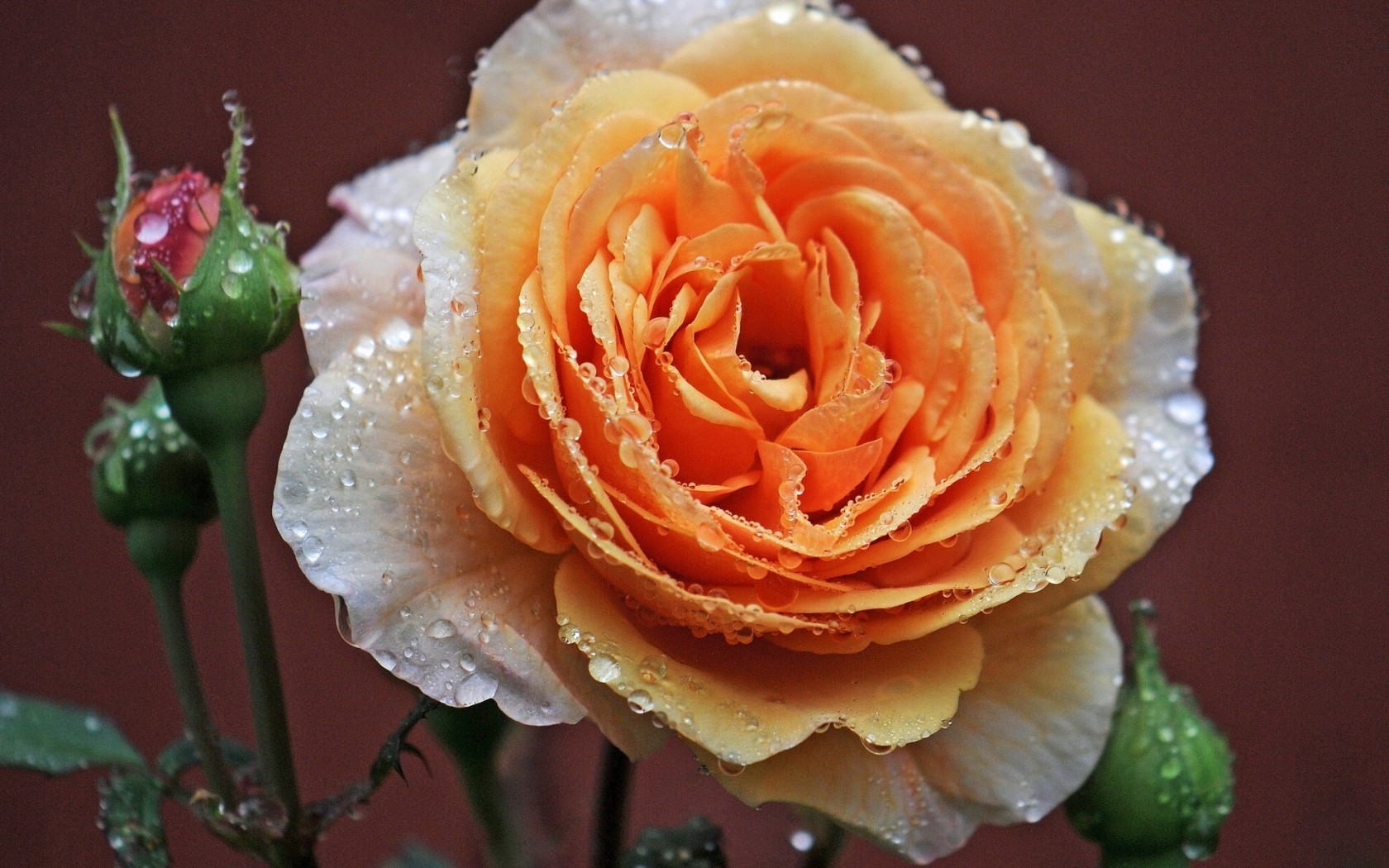 Цветы Розы роза, бутоны, макро, роса, капли картинка, обои рабочий стол