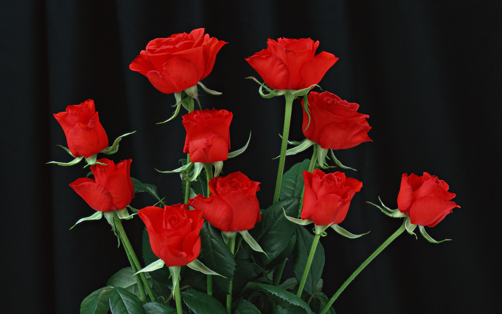Цветы Розы красные розы, чёрный фон, цветы картинка, обои рабочий стол