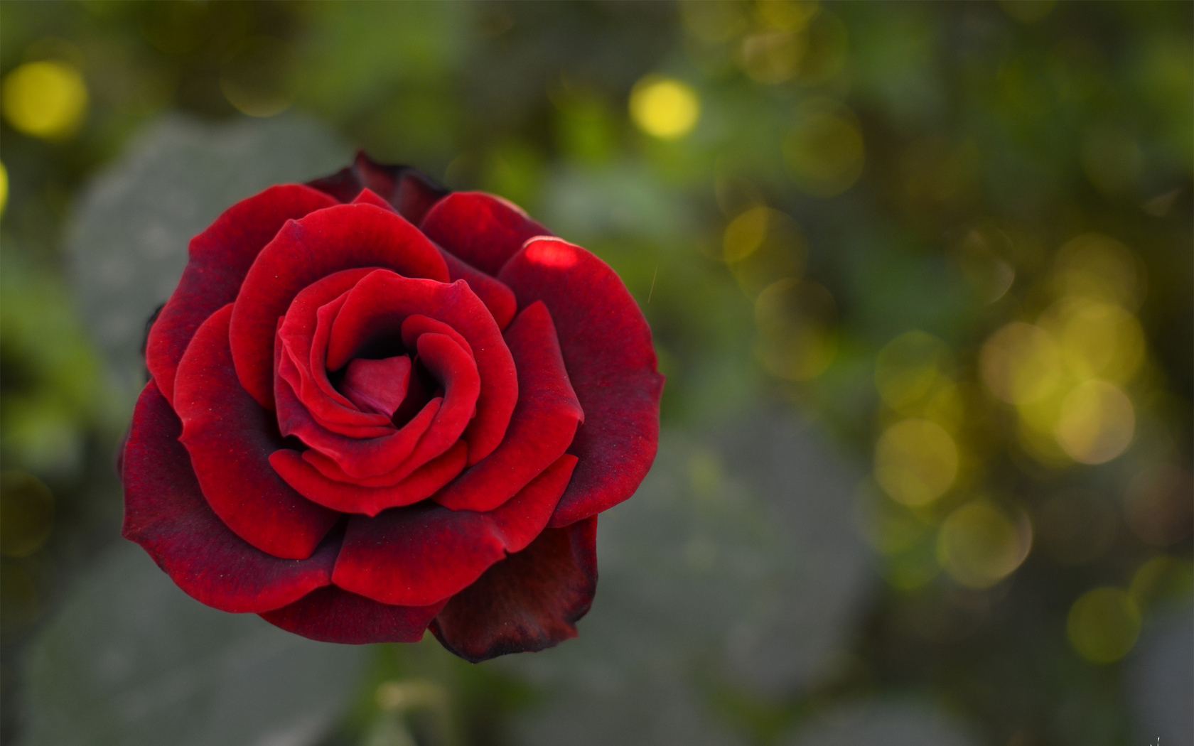 Цветы Розы роза, цветок, макро картинка, обои рабочий стол