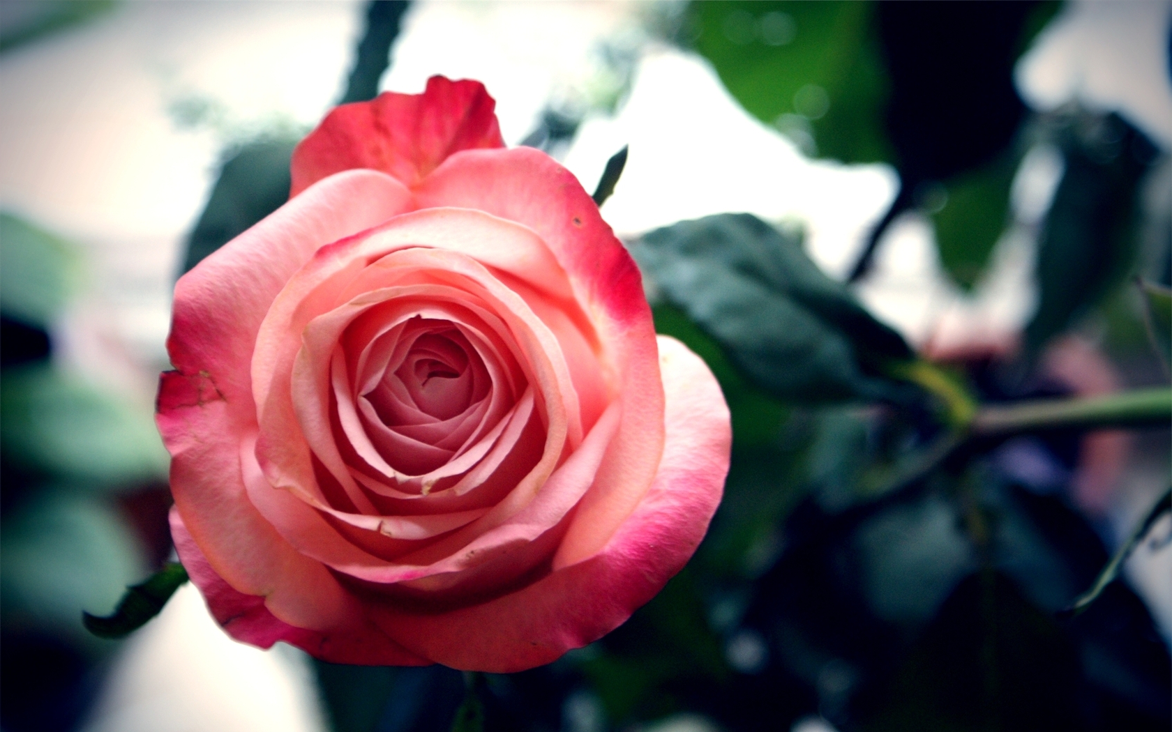Цветы Розы лепестки, роза, листики, цветок картинка, обои рабочий стол