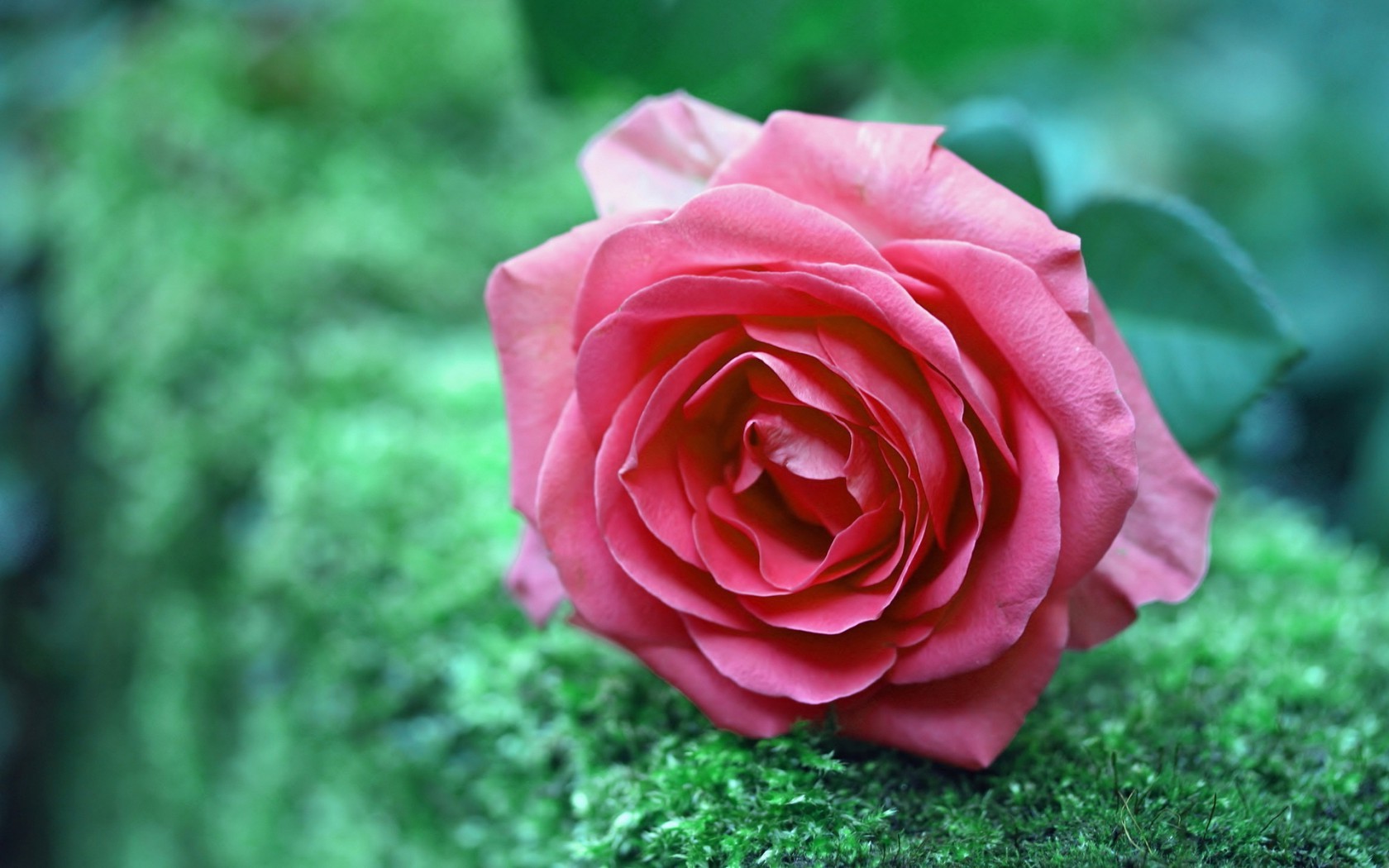 Цветы Розы цветок, роза, природа картинка, обои рабочий стол