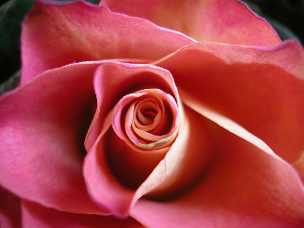 Цветы Розы Rose, wallpaper 0166 картинка, обои рабочий стол