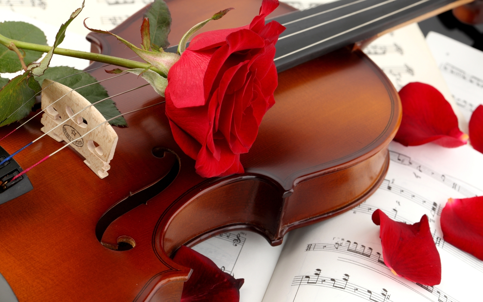 Цветы Розы скрипка, роза, красная, лепестки, цветок, ноты картинка, обои рабочий стол