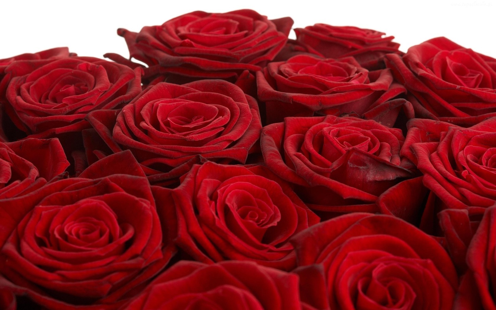 Цветы Розы Розы, на белом фоне, букет, красные картинка, обои рабочий стол