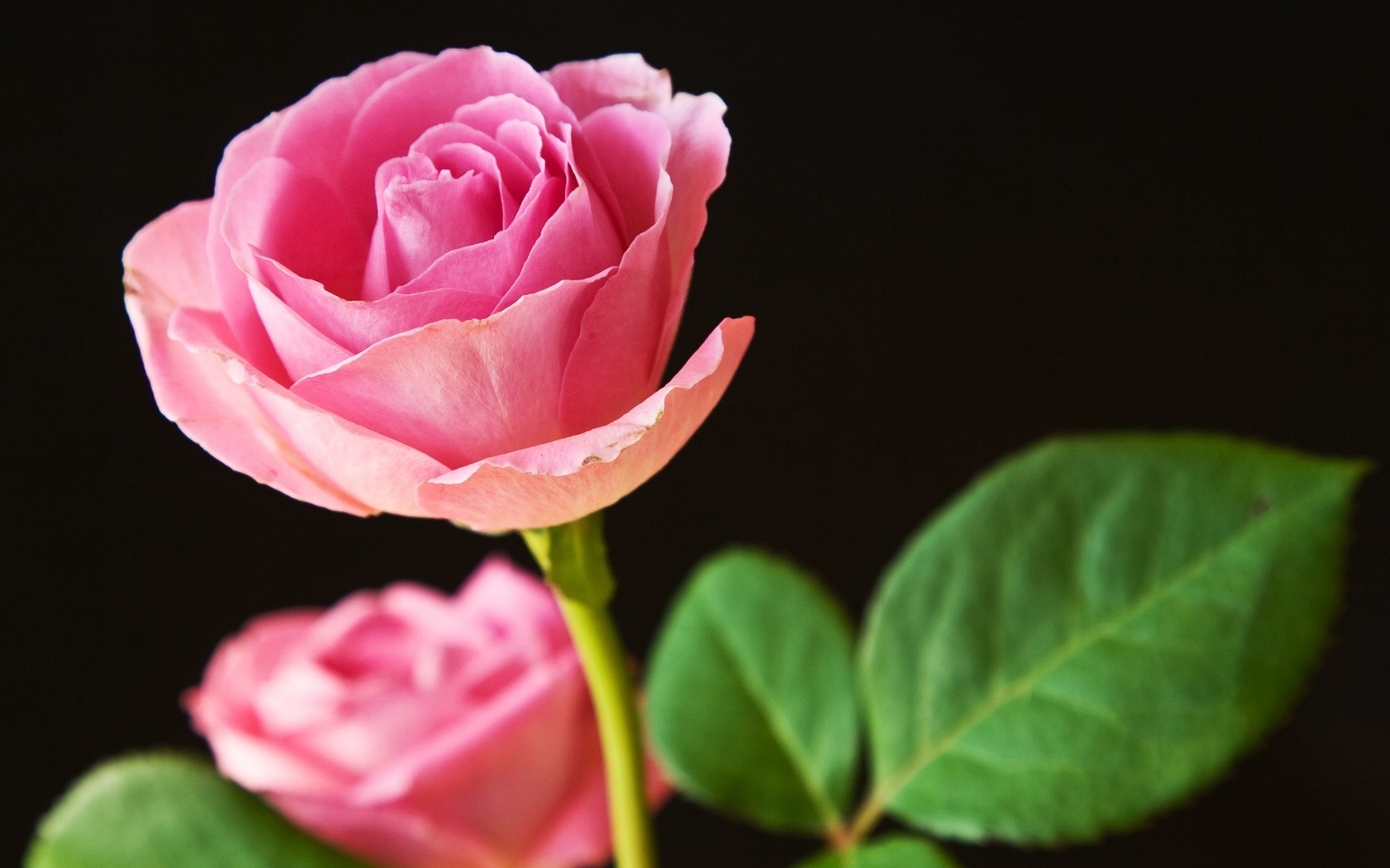 Цветы Розы цветы, розы, розовые, черный фон картинка, обои рабочий стол