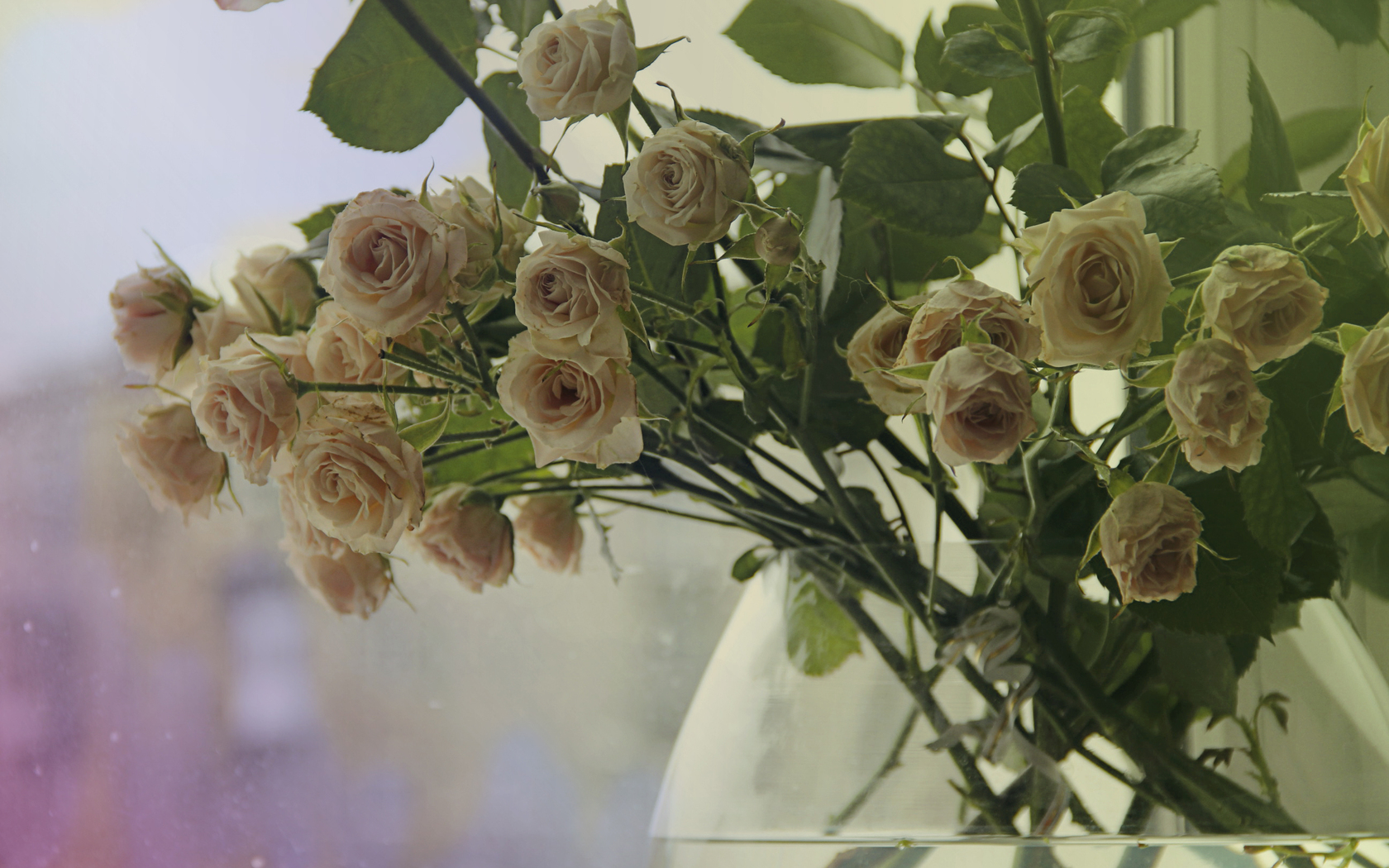 Цветы Розы розы, ваза, утро картинка, обои рабочий стол