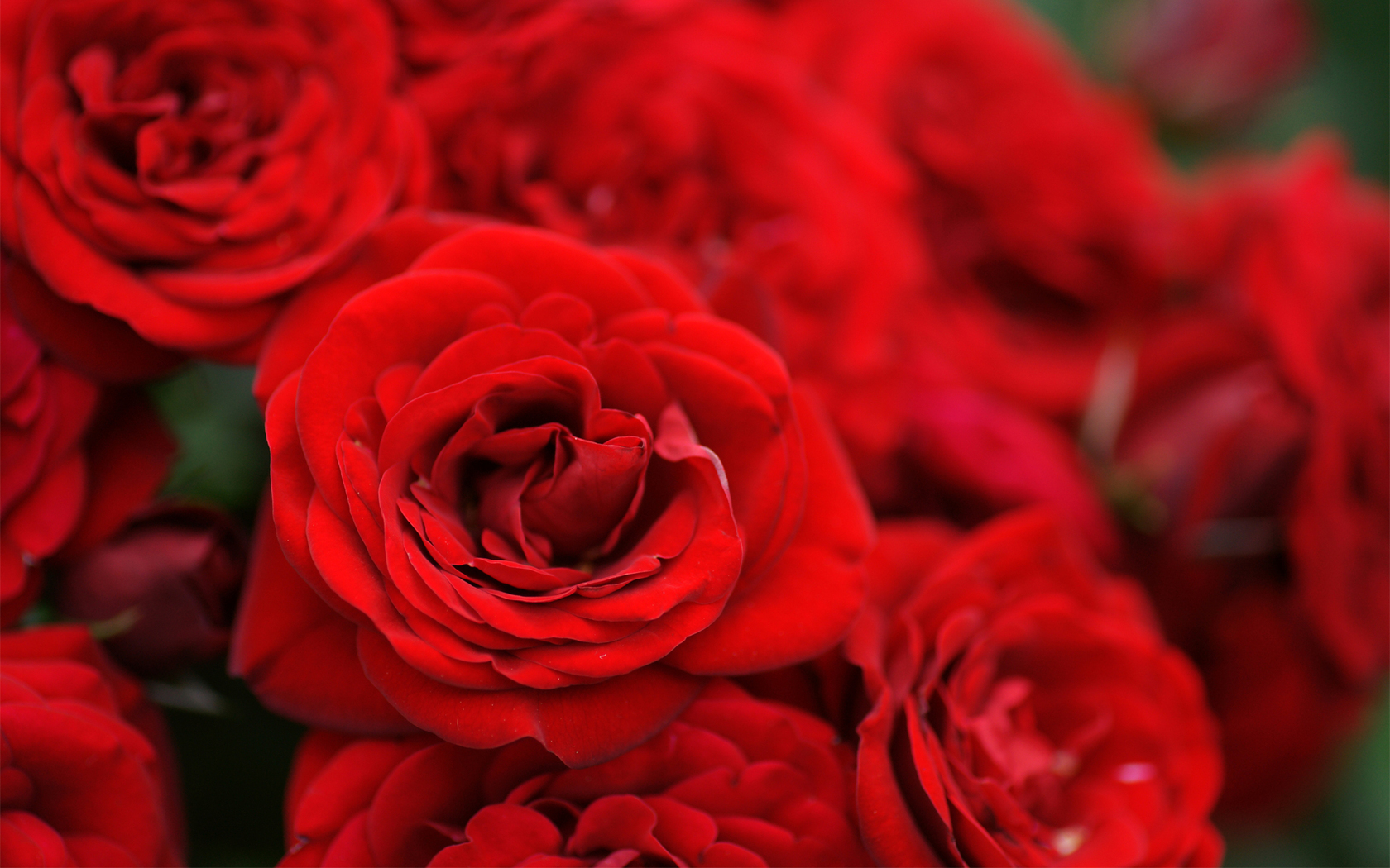 Цветы Розы букет, красные, цветы, розы картинка, обои рабочий стол