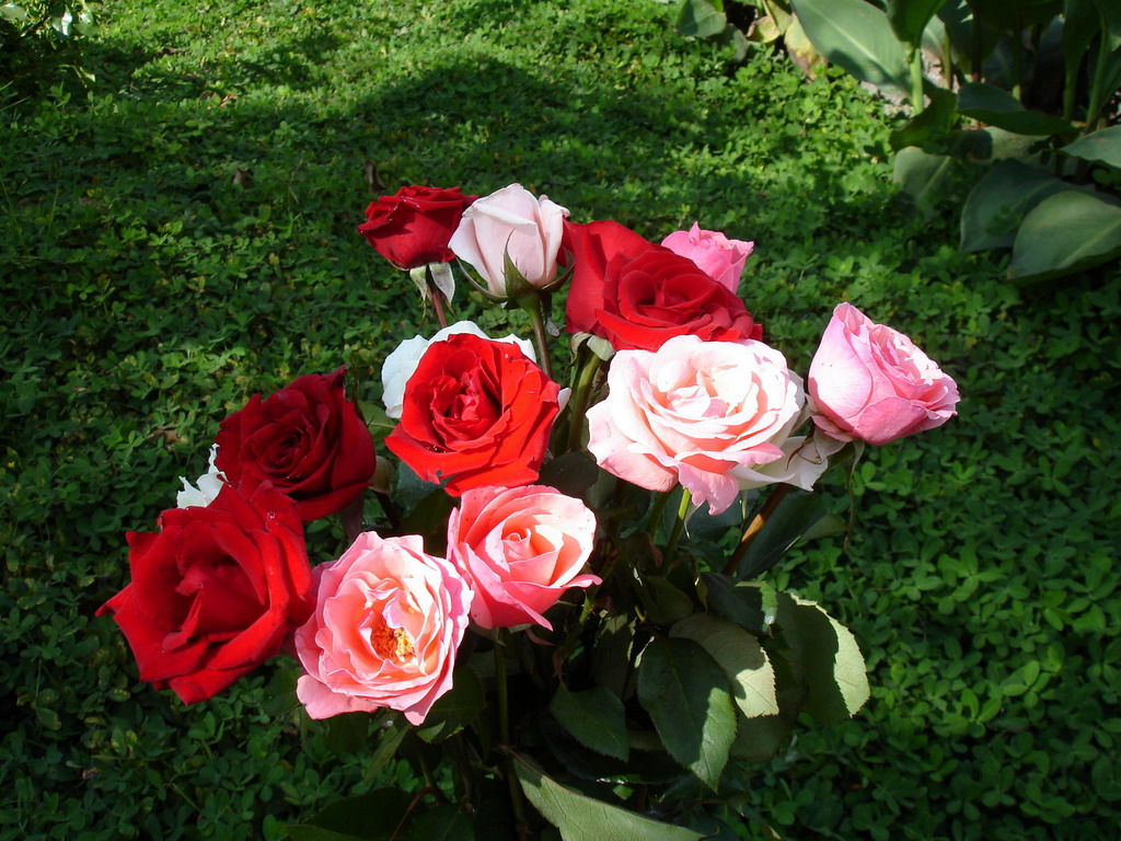Цветы Розы Rose, wallpaper 0147 картинка, обои рабочий стол