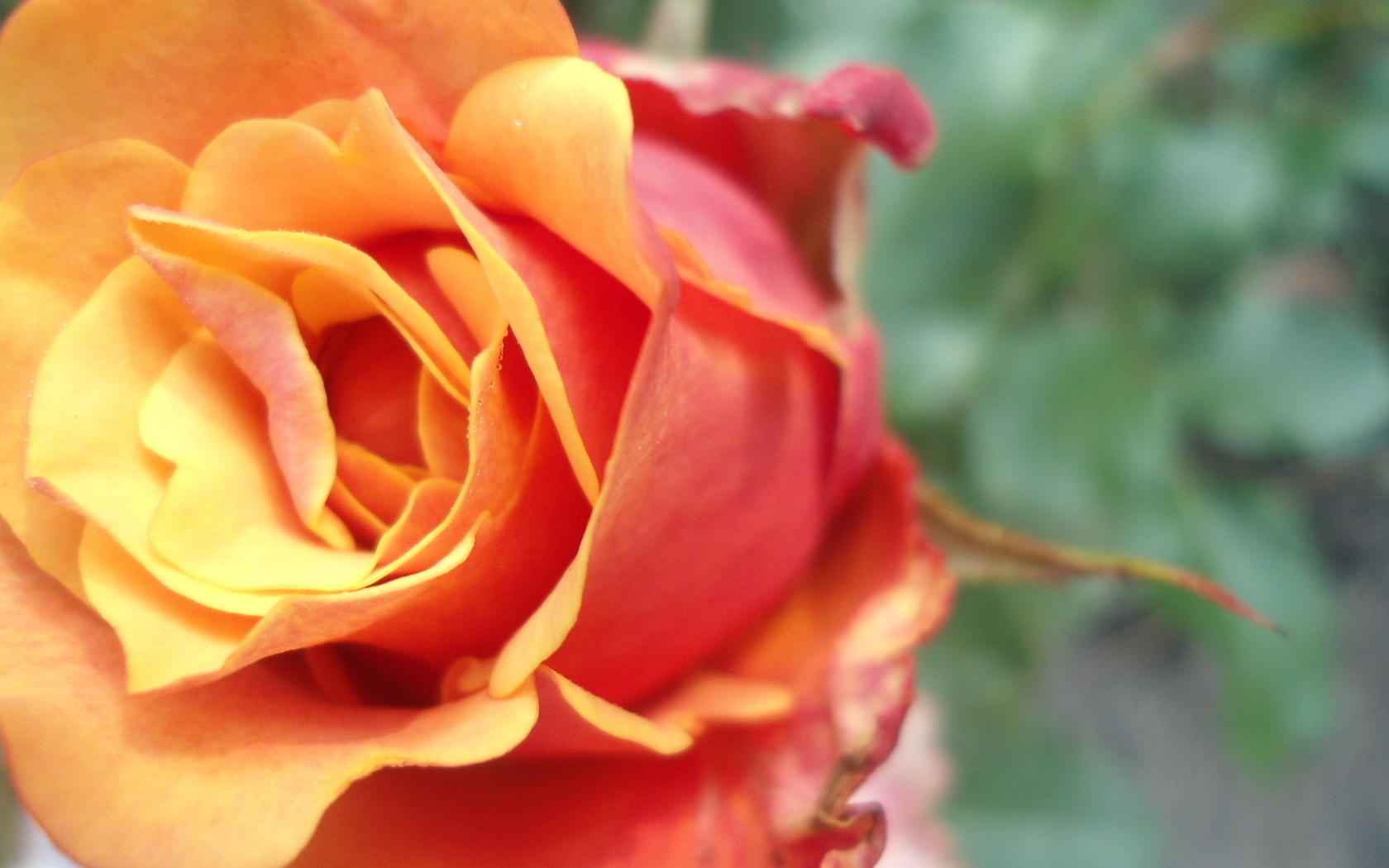 Цветы Розы Роза, макро, цветы, оранжевая картинка, обои рабочий стол