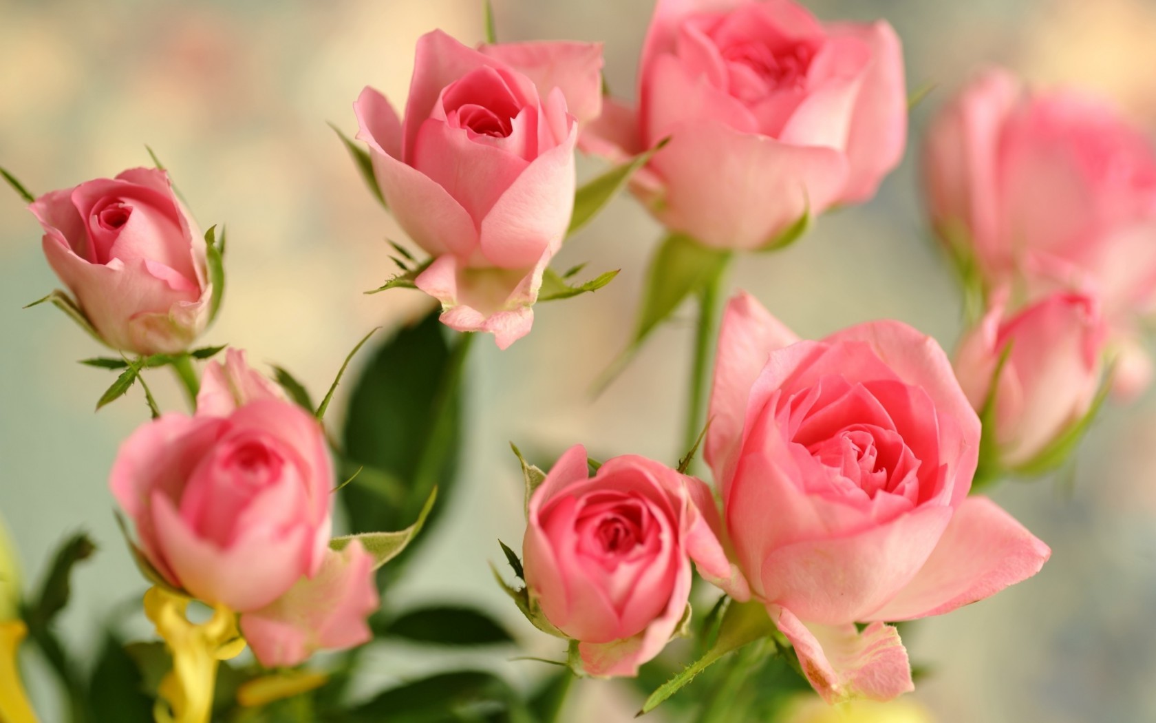 Цветы Розы розы, бутоны, розовые, цветы картинка, обои рабочий стол