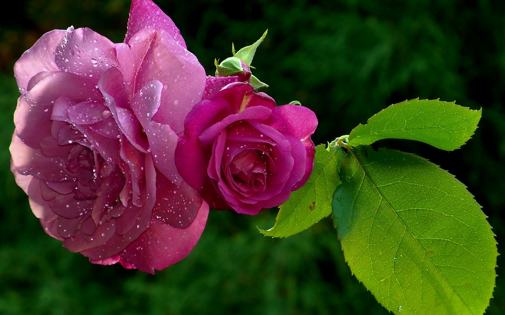 Цветы Розы розы, лепестки, листья, капли, роса картинка, обои рабочий стол