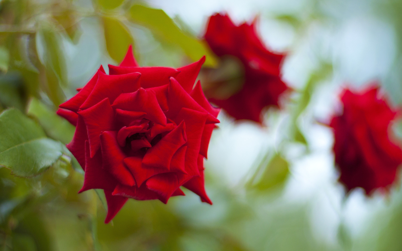 Цветы Розы красное, роза, цветок картинка, обои рабочий стол