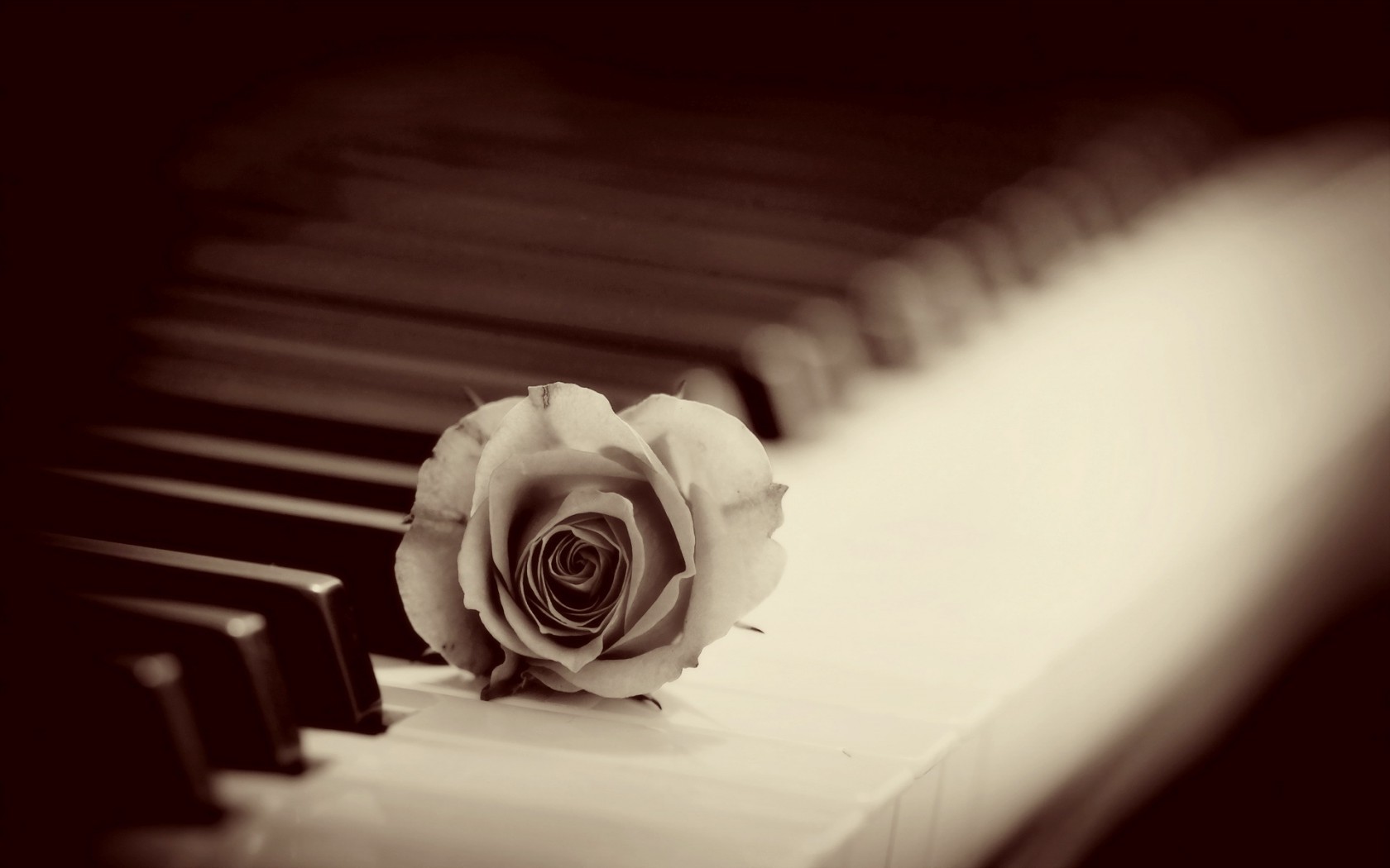 Цветы Розы роза, пианино, фон картинка, обои рабочий стол