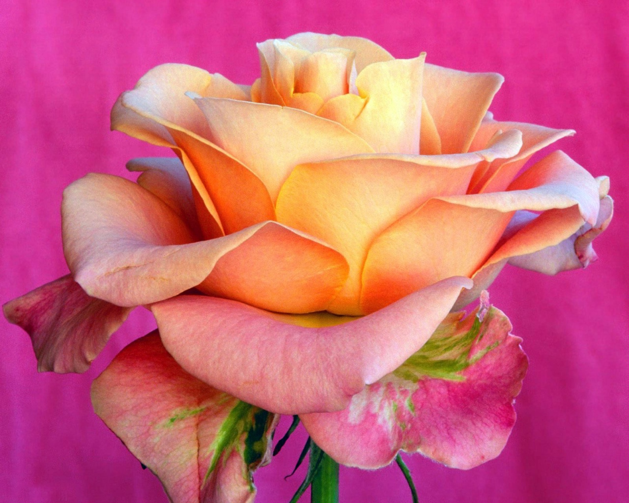 Цветы Розы Rose, wallpaper 0133 картинка, обои рабочий стол