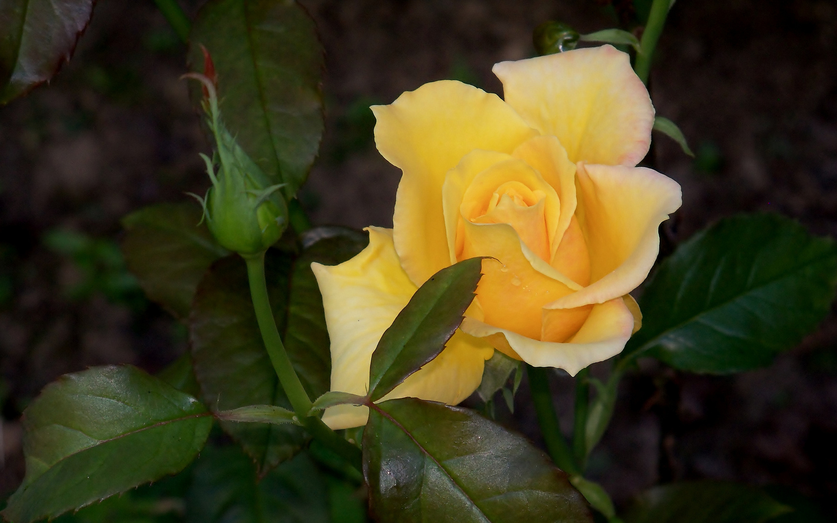 Цветы Розы жёлтая роза, бутон, листья картинка, обои рабочий стол