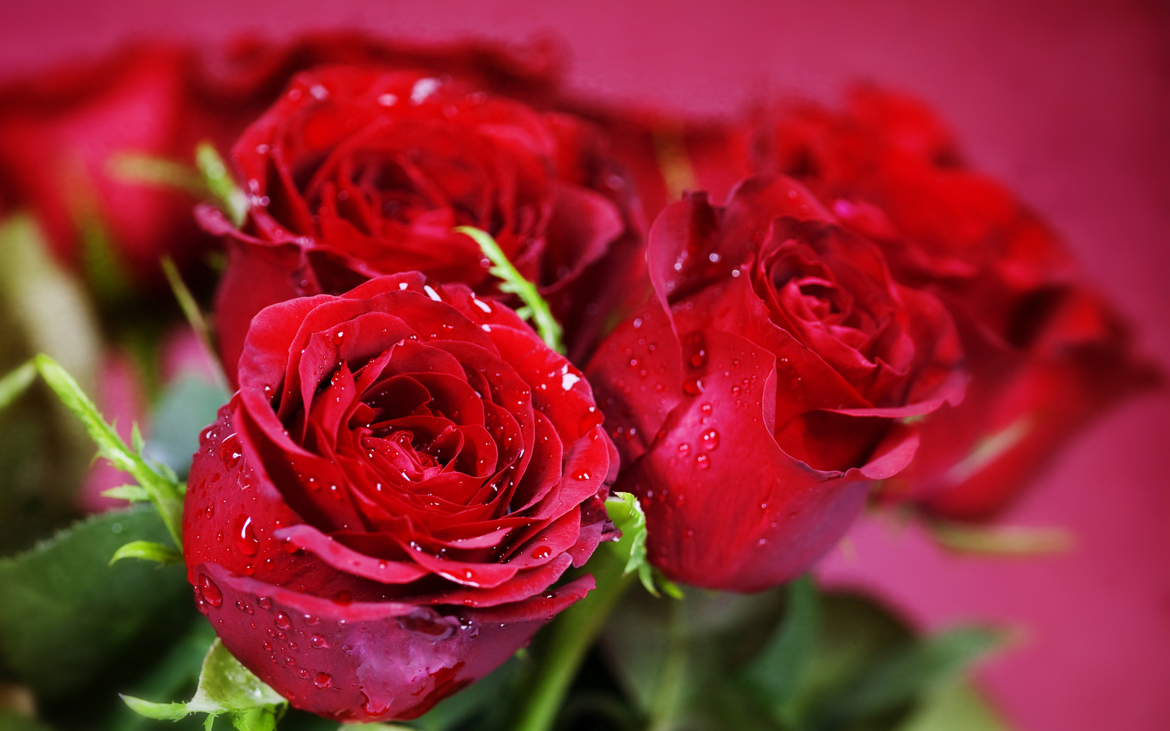 Цветы Розы цветы, розы, красные, букет картинка, обои рабочий стол
