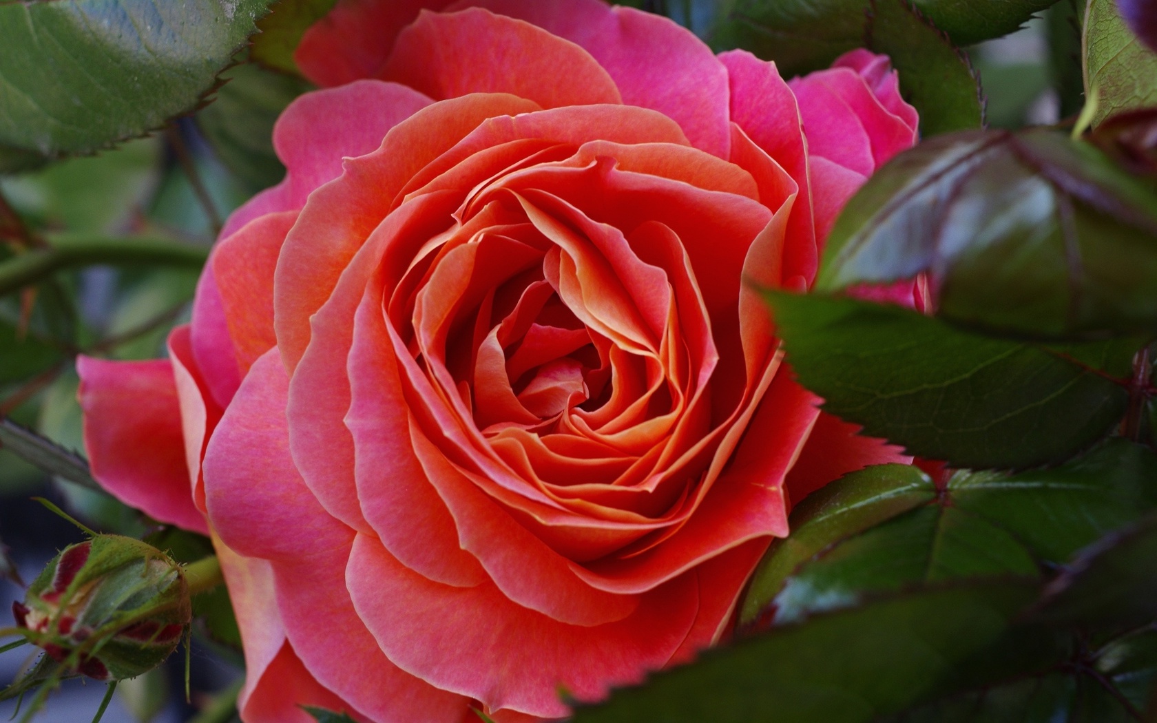 Цветы Розы роза, макро, бутон, листья картинка, обои рабочий стол