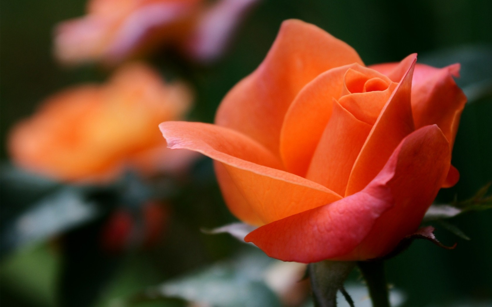 Цветы Розы цветок, макро, роза, оранжевая, фокус, размытость картинка, обои рабочий стол