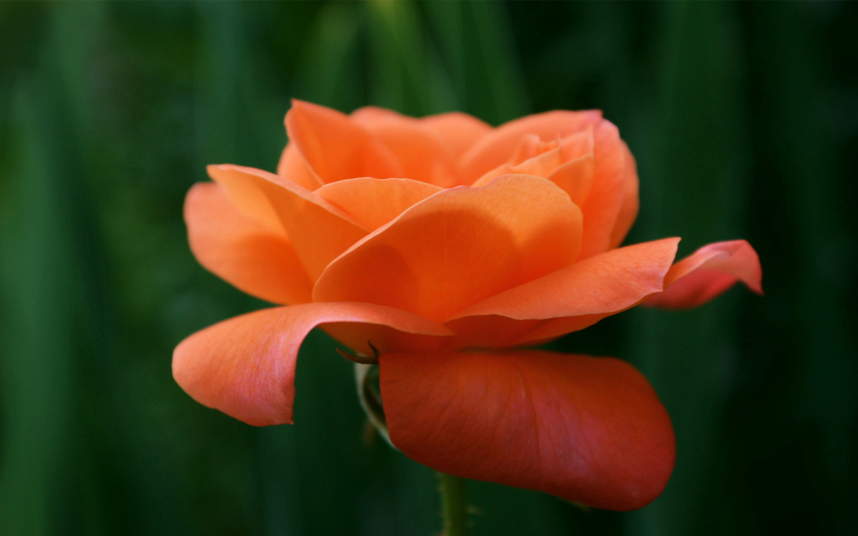 Цветы Розы зелень, роза, цветок, оранжевая картинка, обои рабочий стол