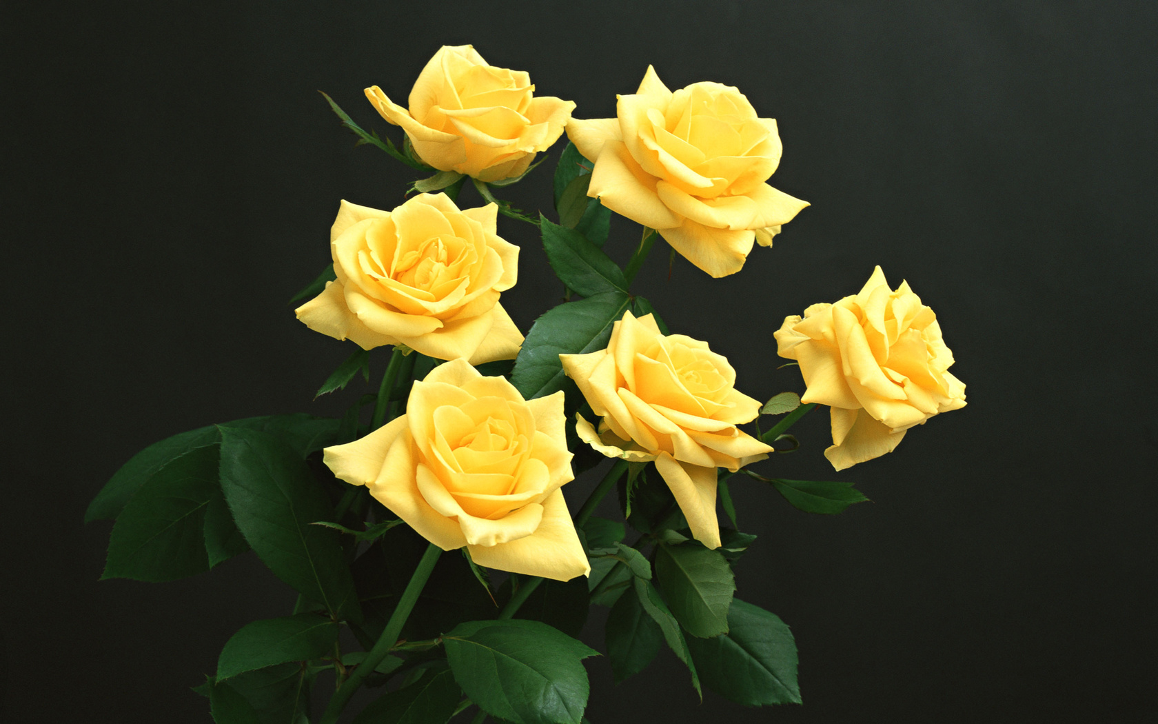 Цветы Розы желтые розы, черный фон, цветы картинка, обои рабочий стол