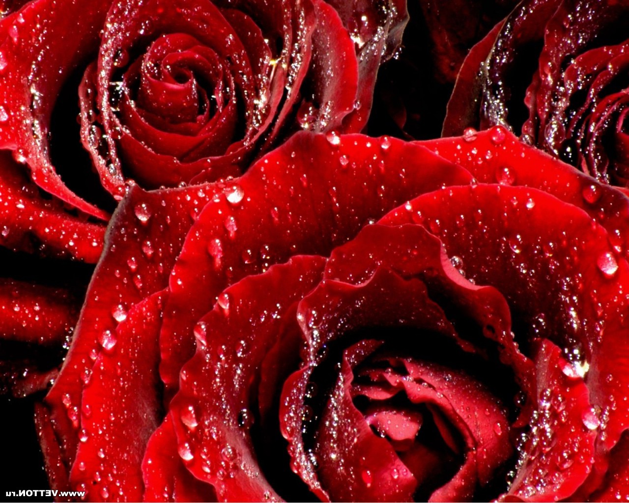 Цветы Розы Rose, wallpaper 0144 картинка, обои рабочий стол