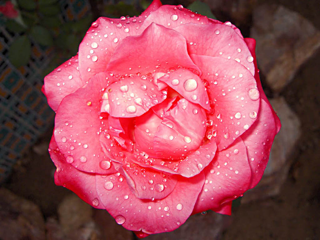 Цветы Розы Rose, wallpaper 016 картинка, обои рабочий стол
