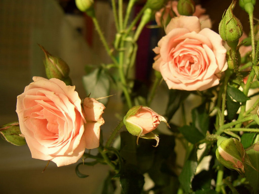 Цветы Розы Rose, wallpaper 0181 картинка, обои рабочий стол