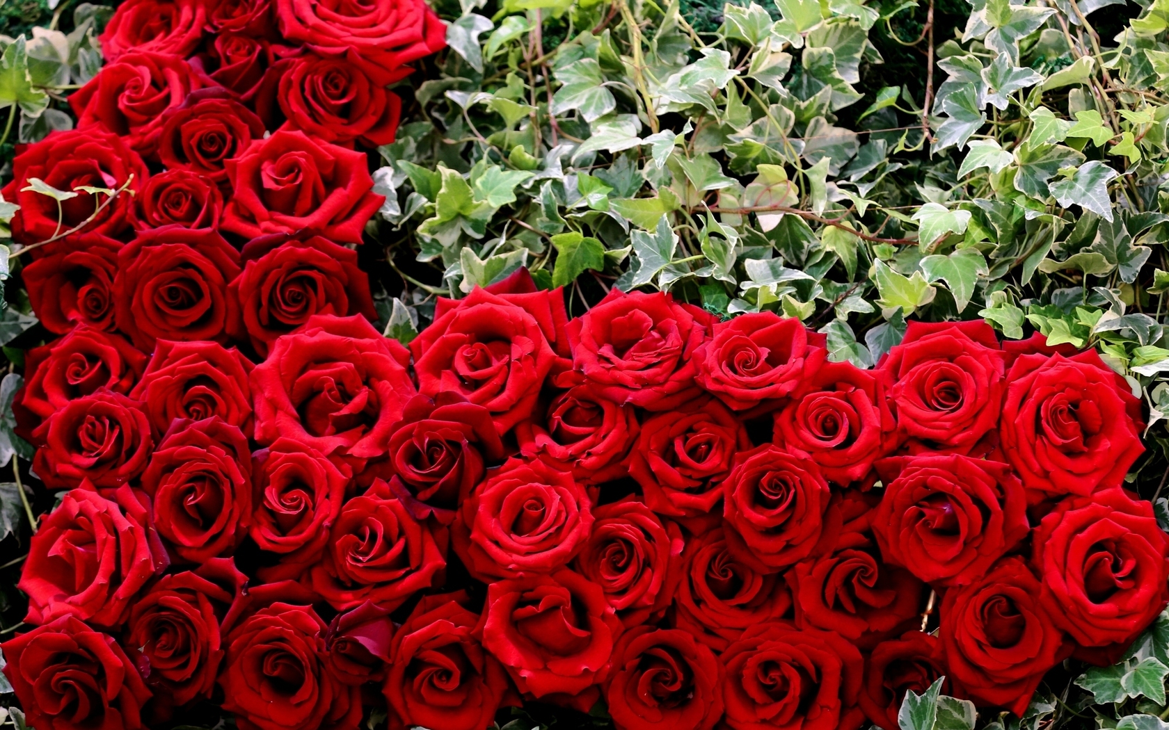 Цветы Розы листья, бутоны, розы картинка, обои рабочий стол