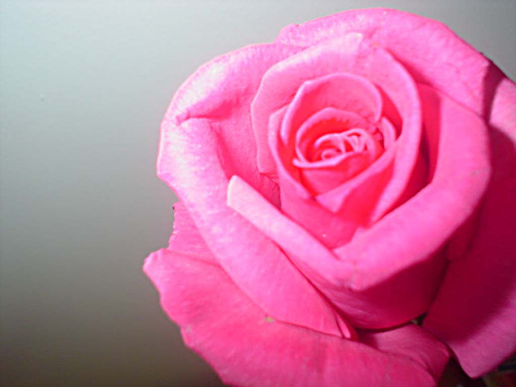 Цветы Розы Rose, wallpaper 0117 картинка, обои рабочий стол