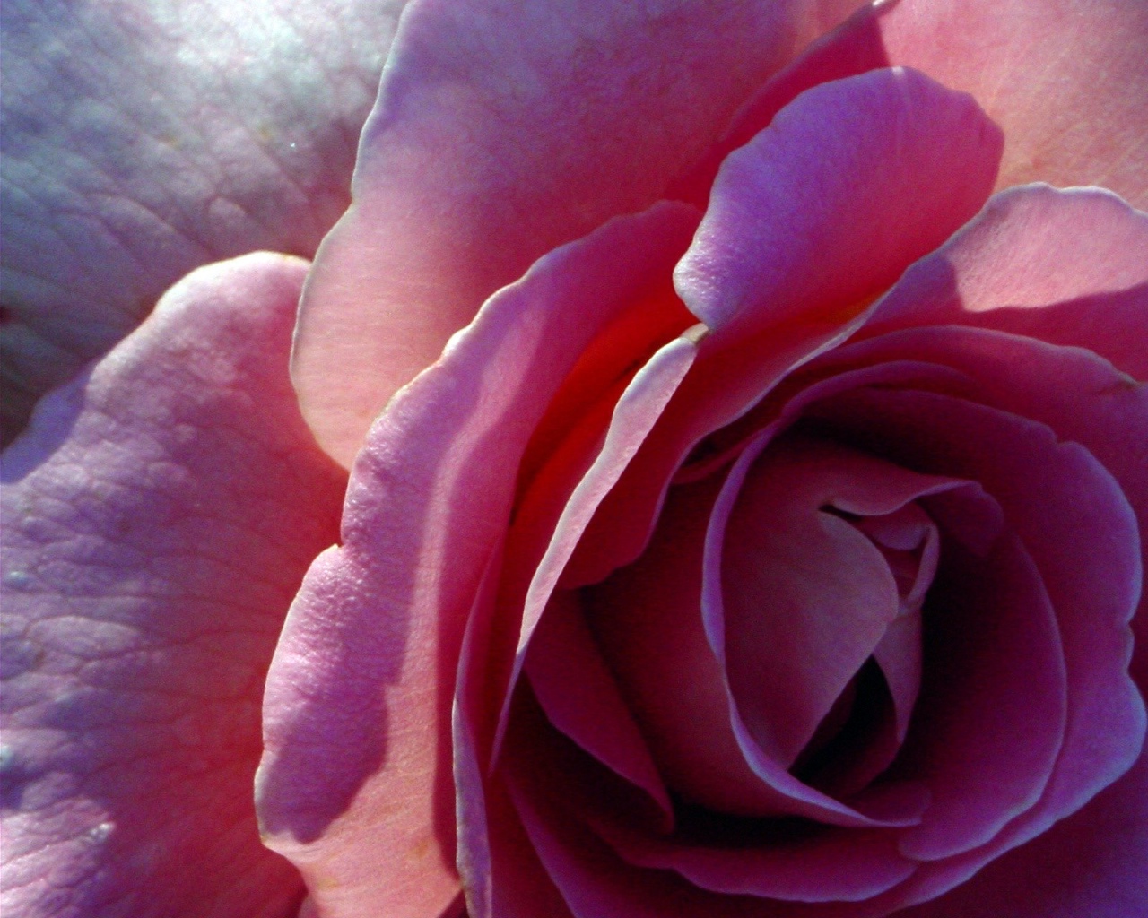 Цветы Розы Rose, wallpaper 0128 картинка, обои рабочий стол