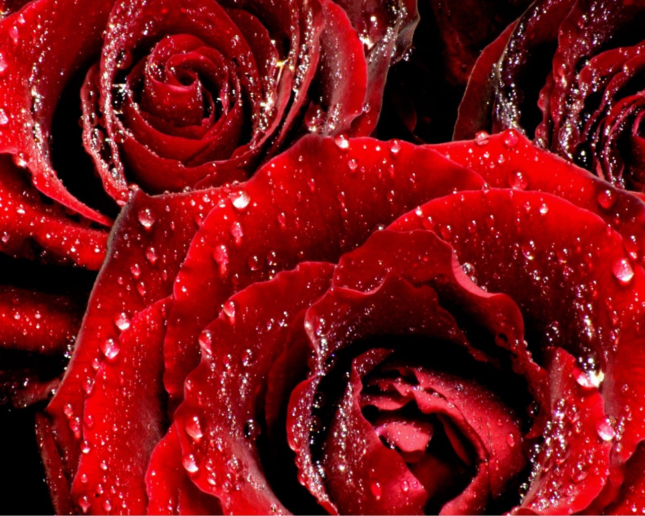 Цветы Розы Rose, wallpaper 0126 картинка, обои рабочий стол