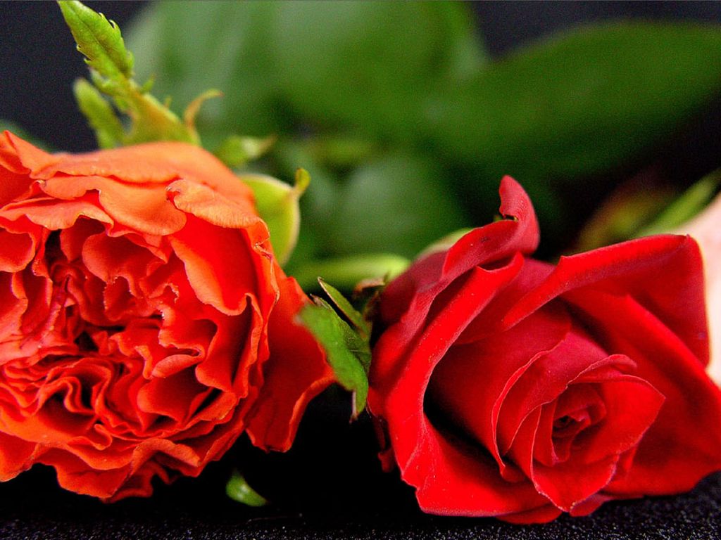 Цветы Розы Rose, wallpaper 0190 картинка, обои рабочий стол