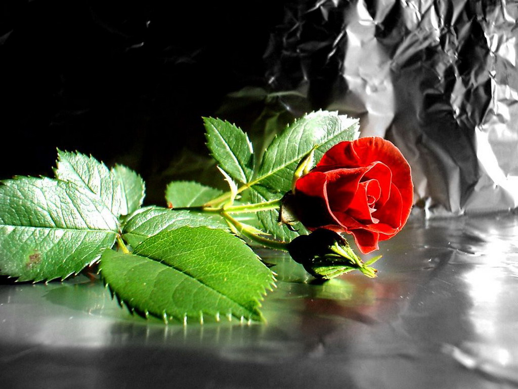 Цветы Розы Rose, wallpaper 0179 картинка, обои рабочий стол