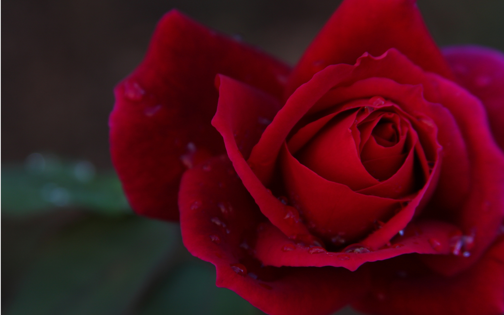 Цветы Розы роза, макро, цветок, яркая картинка, обои рабочий стол