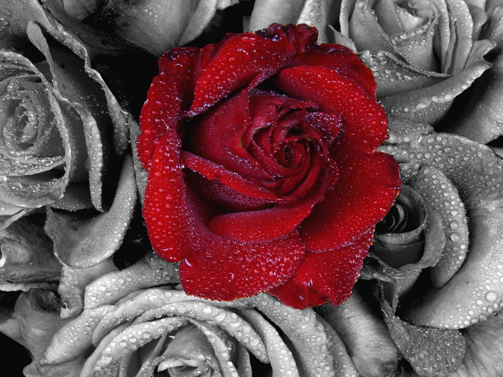Цветы Розы Rose, wallpaper 0125 картинка, обои рабочий стол