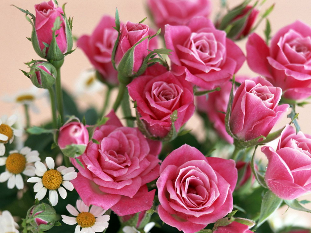 Цветы Розы Rose, wallpaper 0161 картинка, обои рабочий стол