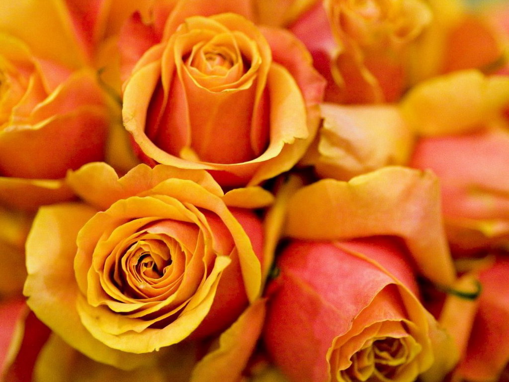 Цветы Розы Rose, wallpaper 0180 картинка, обои рабочий стол