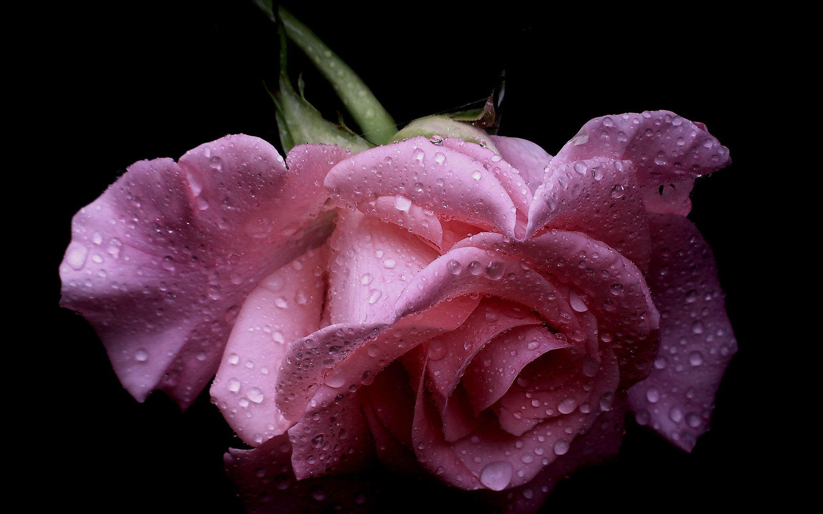 Цветы Розы роза, бутон, капли, макро, лепестки картинка, обои рабочий стол