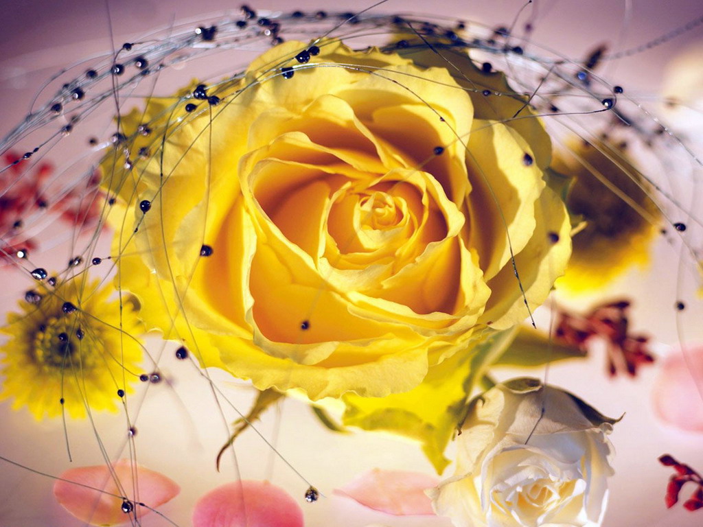 Цветы Розы Rose, wallpaper 0170 картинка, обои рабочий стол