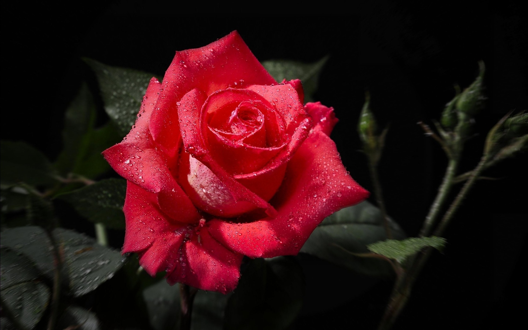 Цветы Розы роза, черный фон, цветы картинка, обои рабочий стол