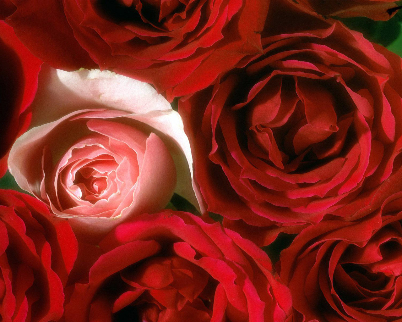 Цветы Розы Rose, wallpaper 0122 картинка, обои рабочий стол
