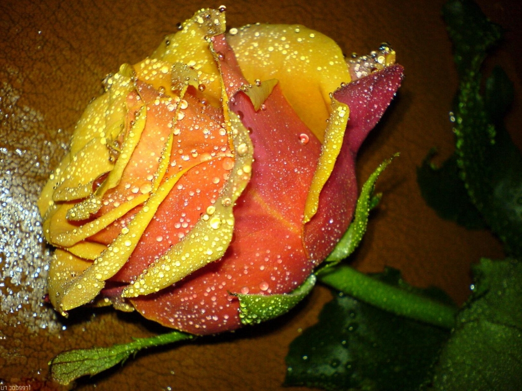 Цветы Розы Rose, wallpaper 0121 картинка, обои рабочий стол