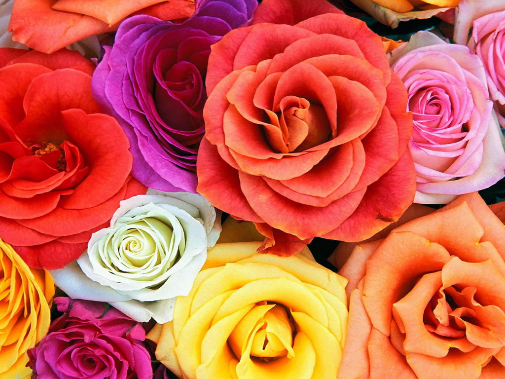 Цветы Розы Rose, wallpaper 0151 картинка, обои рабочий стол