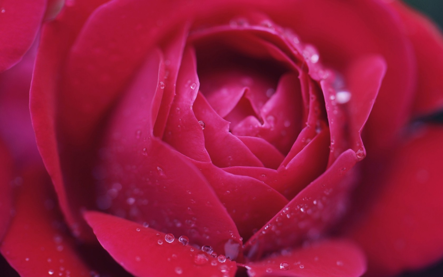 Цветы Розы цветок, роза, макро, розовая картинка, обои рабочий стол