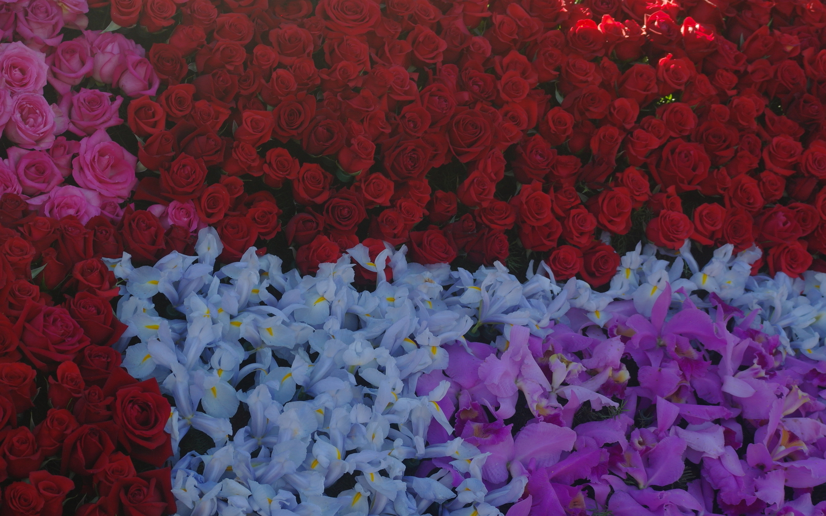 Цветы Розы цветы, розы, цветочный фон картинка, обои рабочий стол
