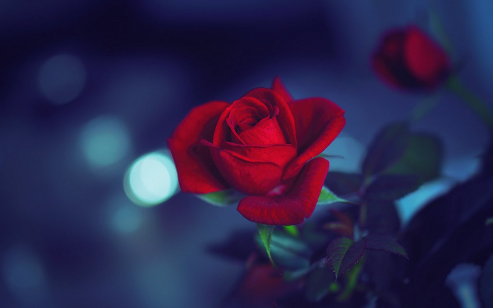 Цветы Розы роза, листья, макро картинка, обои рабочий стол