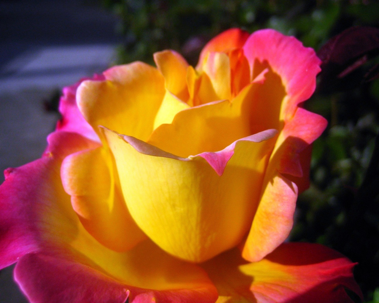 Цветы Розы Rose, wallpaper 0135 картинка, обои рабочий стол